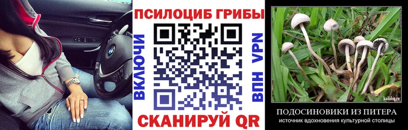 Псилоцибиновые грибы Psilocybine cubensis  Малоярославец 